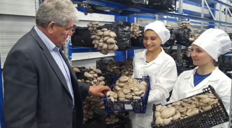 Вешенки из нового комплекса