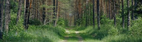 20  сентября  - День  работников  леса